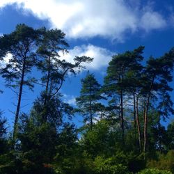 Low angle view of trees against cloudy sky