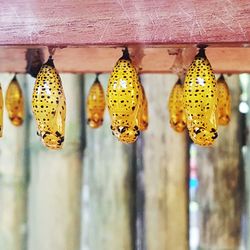 Close-up of multi colored hanging outdoors