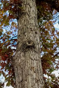 Low angle view of tree in forest