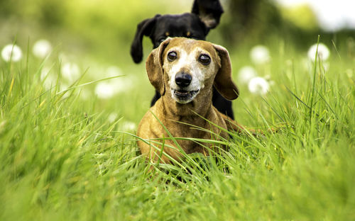 Portrait of dog on field