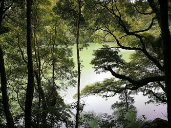 Trees growing in forest