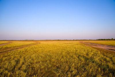 Scenic view of agricultural field against clear blue sky