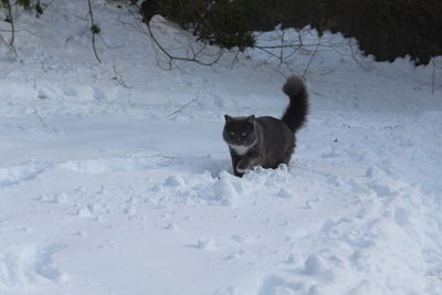 Dog on snow field during winter