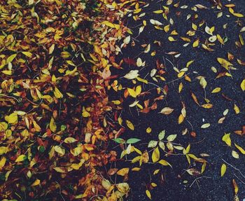 High angle view of maple leaves