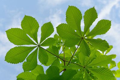 Close-up of green leaves