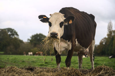 Cow standing in a field