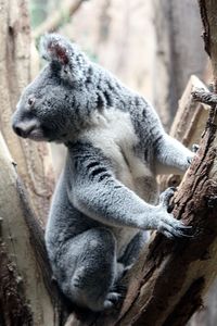 Close-up of a koala on tree trunk