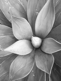 Macro shot of flower head