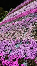 High angle view of pink flowering plant on field