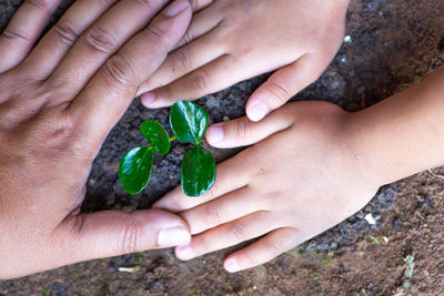 Close-up of hand holding leaf