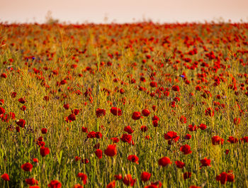 Red poppy flowers on field