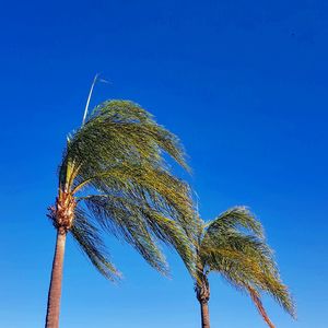 Low angle view of coconut palm tree against blue sky