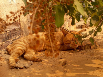 Cat sleeping on sand