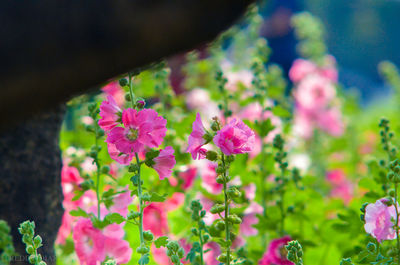 Close-up of pink flowers blooming outdoors