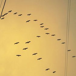 Low angle view of silhouette birds flying against sky