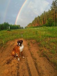 View of dog on field against sky