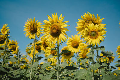 Close-up of sunflower against sky