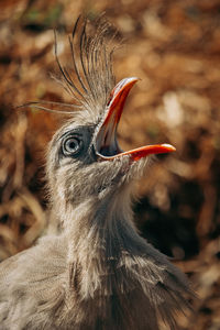 Close up shot of seriema bird squawking