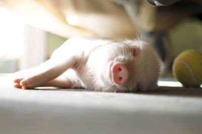 Close-up of a cat lying on bed