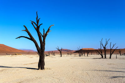 Bare trees on desert against clear blue sky