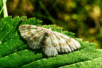 Close-up of insect on leaf