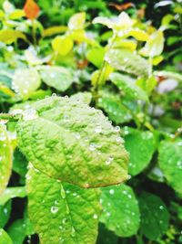 Close-up of water drops on plant