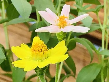 Close-up of yellow flowering plant