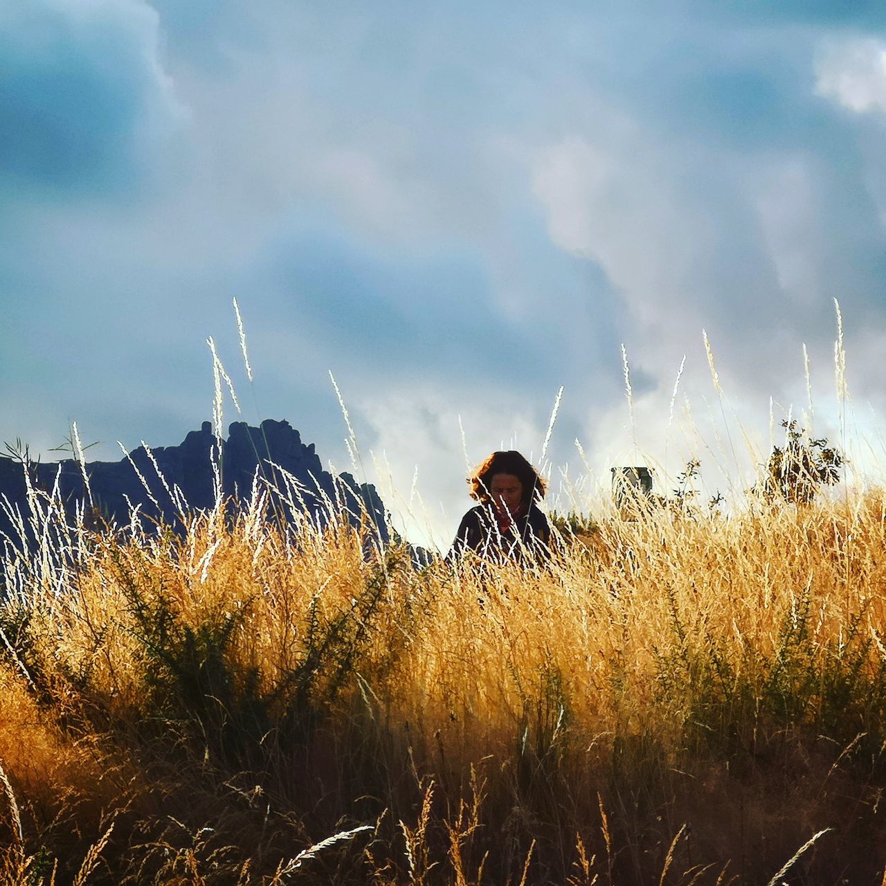 PLANTS ON LAND AGAINST SKY