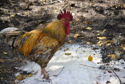 Close-up of rooster on field