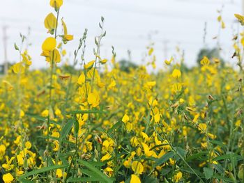 Fresh yellow flowers blooming in field