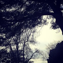 Low angle view of silhouette trees against sky