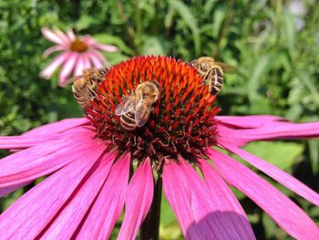 Close-up of butterfly pollinating on pink flower