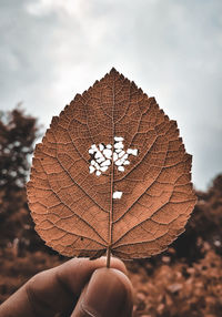 Cropped hand holding leaf against sky