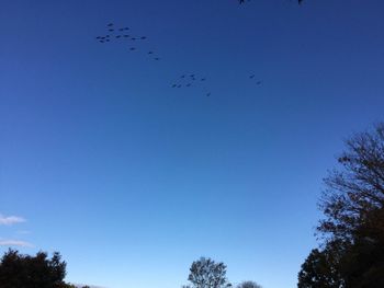 Low angle view of birds flying against blue sky