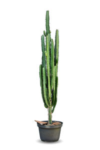 Close-up of cactus plant against white background