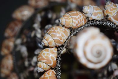 Close-up of shells