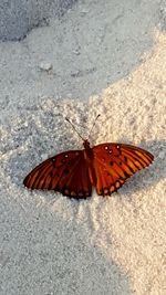 High angle view of butterfly on leaf