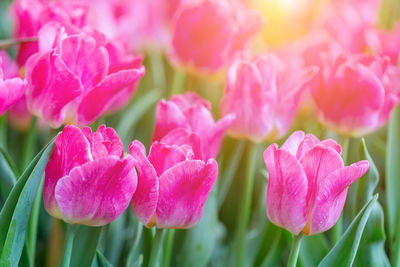 Close-up of pink tulips