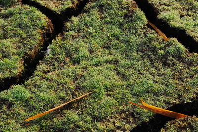 High angle view of trees growing on field