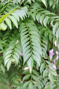 Close-up of leaves