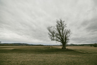 Bare tree on field against sky