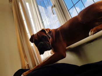 Portrait of dog on window