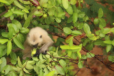 Close-up of squirrel on tree