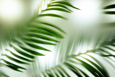 Close-up of palm leaves