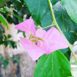 Close-up of pink flower blooming outdoors