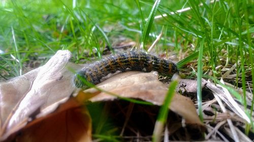Close-up of caterpillar on grass