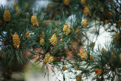 Close-up of flowering plants