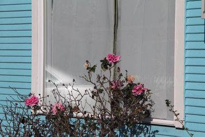 Close-up of pink flowers against window