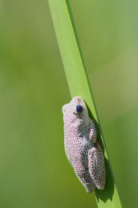 Close-up of frog on leaf