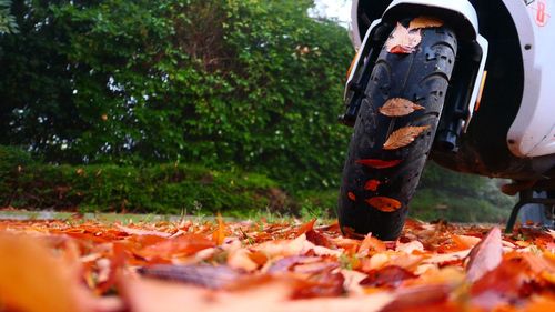 Motor scooter on fallen autumn leaves against trees